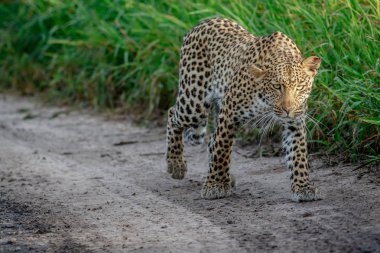 Kameranın doğru yürüyüş leopar.