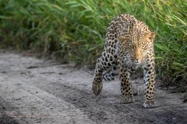 Kameranın doğru yürüyüş leopar.