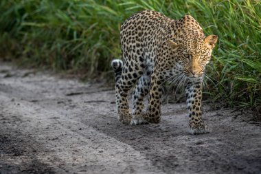 Kameranın doğru yürüyüş leopar.