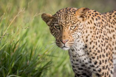 Leopar Başkanı yakın çekim.