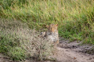 Khalahari içinde takip leopar.