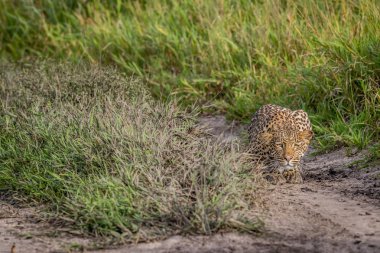 Khalahari içinde takip leopar.