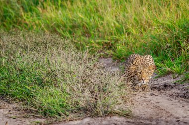 Khalahari içinde takip leopar.