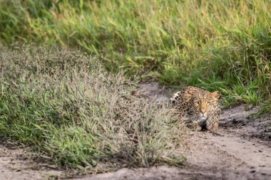 Khalahari içinde takip leopar.