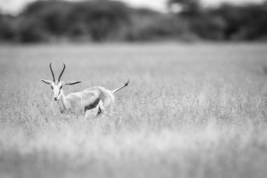 Springbok kameraya yıldızı.