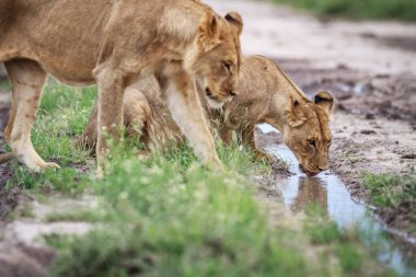 Toprak yolda içme aslan.