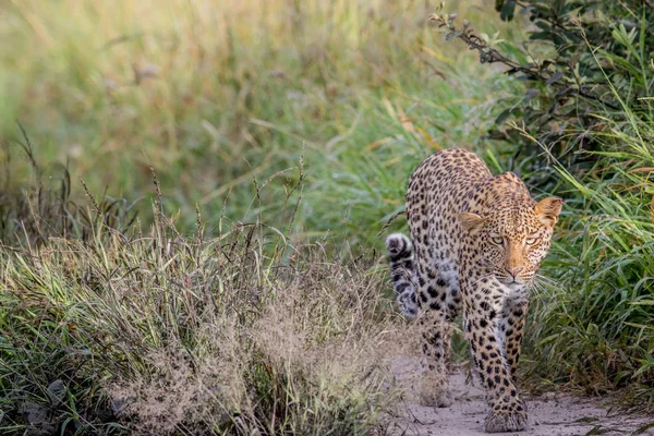 Leopard gyaloglás felé a kamera. — Stock Fotó