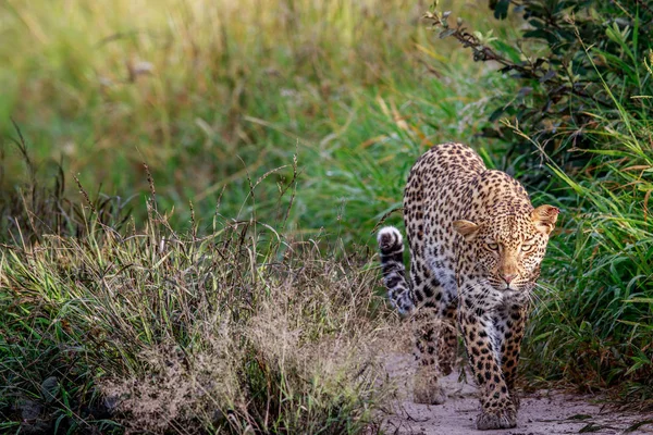 Leopard walking towards the camera. — Stock Photo, Image
