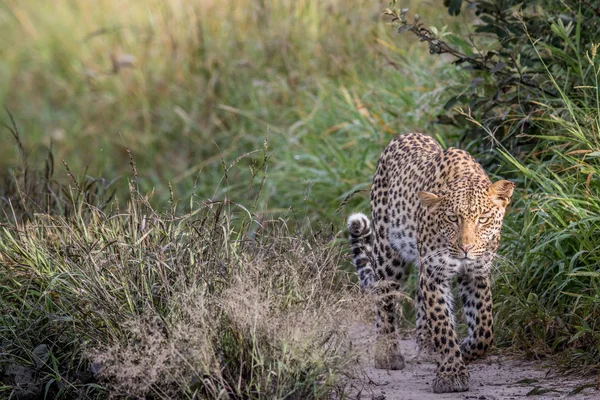 Leopard gyaloglás felé a kamera. — Stock Fotó