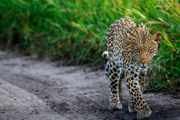 Leopardo caminhando em direção à câmera . — Fotografia de Stock