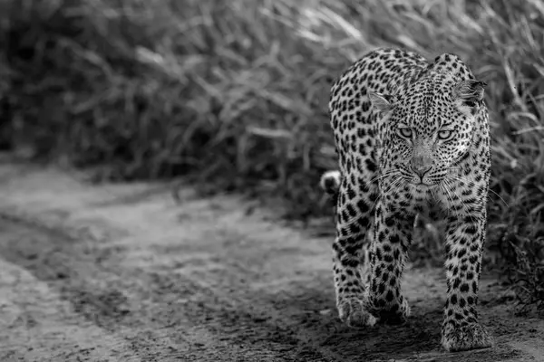 Leopardo caminhando em direção à câmera . — Fotografia de Stock