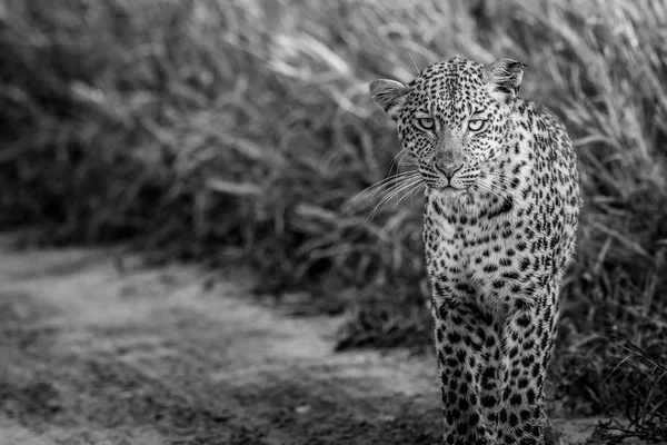 Leopard huvudrollen på kameran i svart och vitt. — Stockfoto