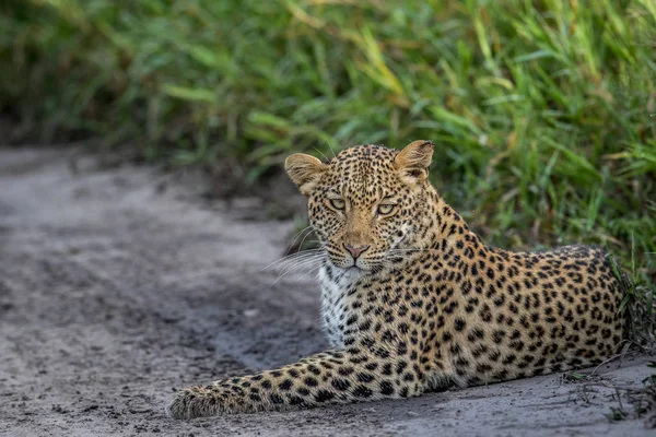 Leopard in zand leggen. — Stockfoto