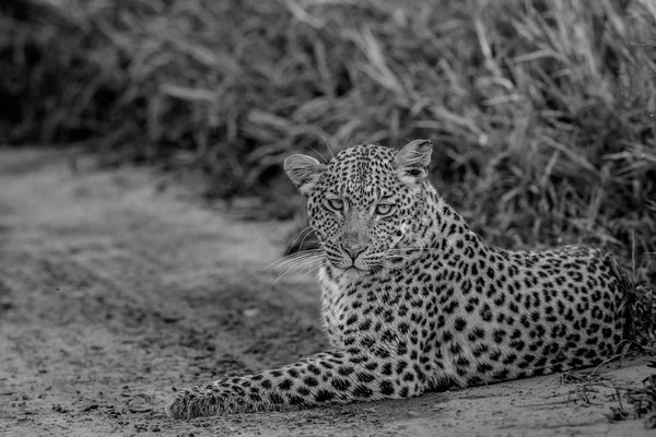 Leopard liegt im Sand in schwarz-weiß. — Stockfoto