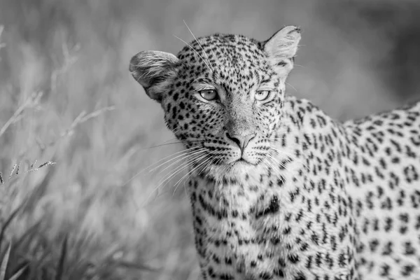 Close up de cabeça de leopardo em preto e branco . — Fotografia de Stock