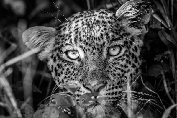 Leopard huvudrollen på kameran i svart och vitt. — Stockfoto