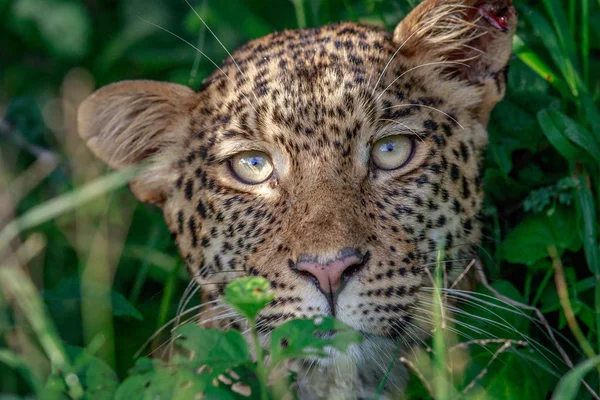 Leopard starring at the camera. — Stock Photo, Image