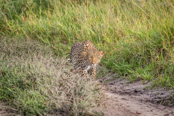 Luipaard stalking in de Khalahari. — Stockfoto