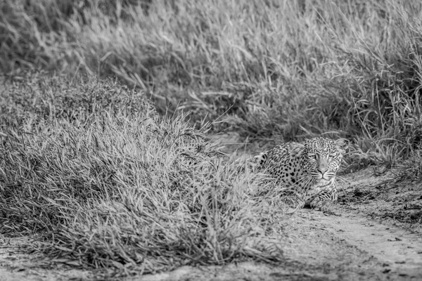 Леопард преследует Халахари . — стоковое фото