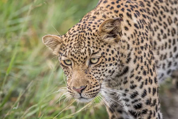 Bir leopar Başkanı yakın çekim. — Stok fotoğraf