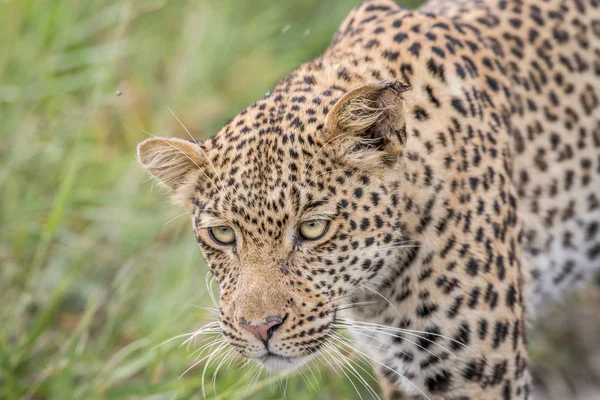 Close up of a Leopard head. — Stock Photo, Image