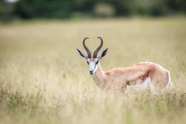 Antilopa skákavá hrají na kameru. — Stock fotografie