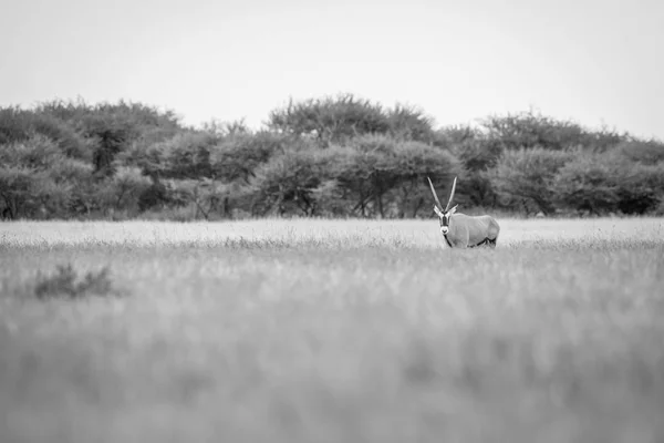 Gemsbok in het hoge gras in zwart-wit. — Stockfoto