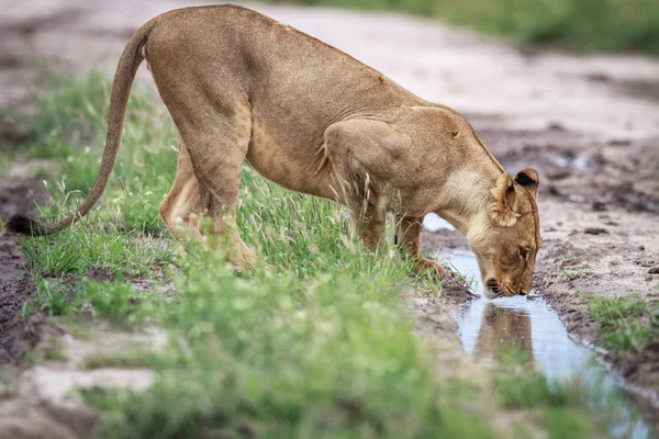 León bebiendo en un camino de tierra . — Foto de Stock