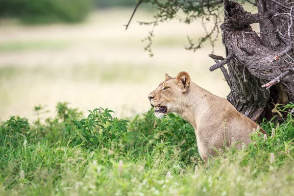 Лев сидит на траве . — стоковое фото
