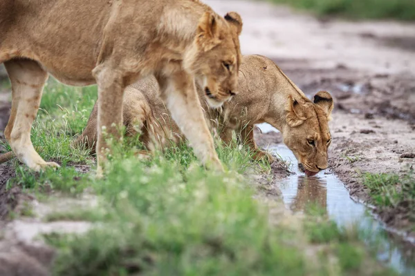 Toprak yolda içme aslan.