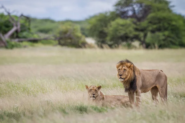 Casal de acasalamento de leões na grama alta . — Fotografia de Stock