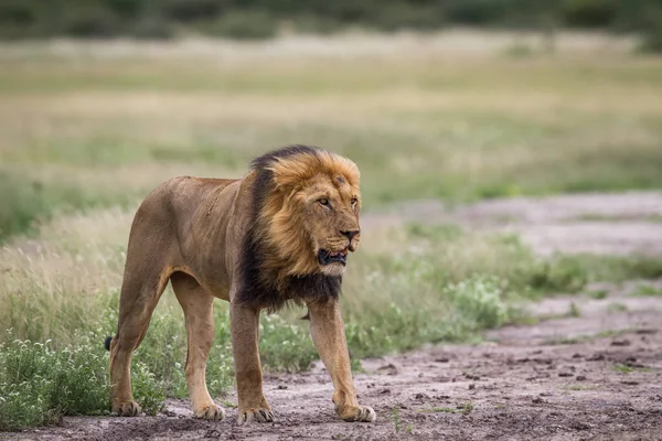 Αρσενικό λιοντάρι στέκεται στο χώμα. — Φωτογραφία Αρχείου