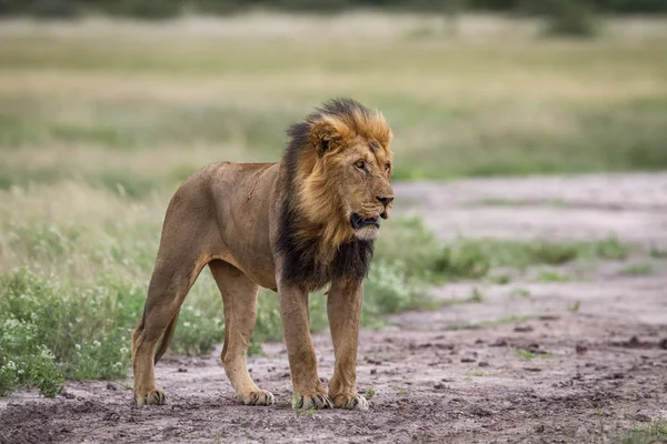 Lion mâle debout sur la terre . — Photo