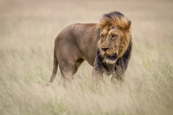 Leão macho na grama alta . — Fotografia de Stock