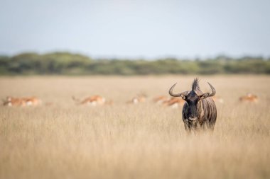 Mavi wildebeest kameraya yıldızı.