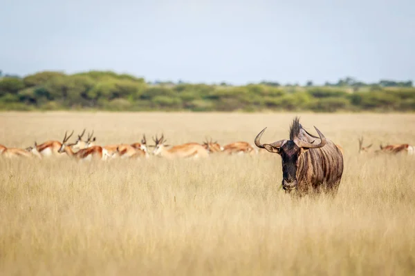 Mavi wildebeest kameraya yıldızı. — Stok fotoğraf