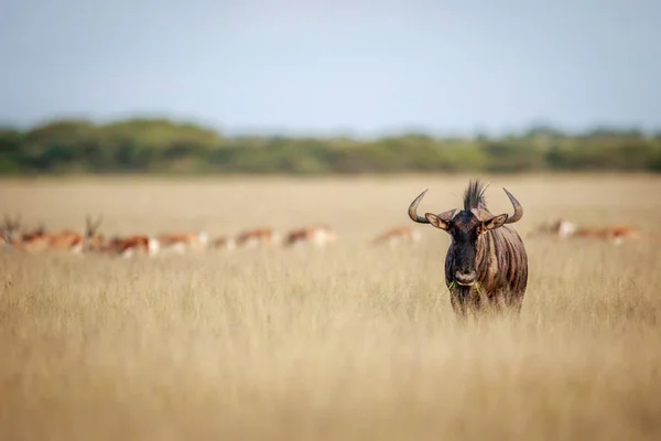 Mavi wildebeest kameraya yıldızı. — Stok fotoğraf