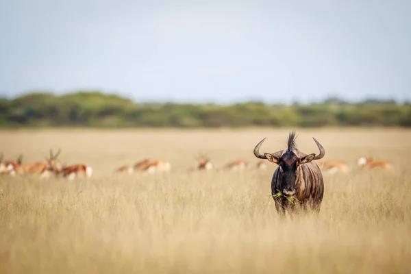 Mavi wildebeest kameraya yıldızı. — Stok fotoğraf