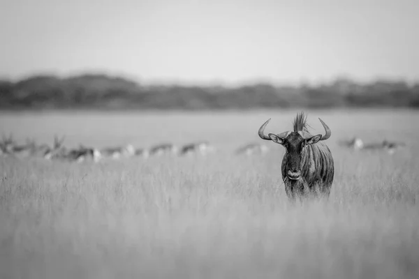 Albastru wildebeest starring la the camera . — Fotografie, imagine de stoc