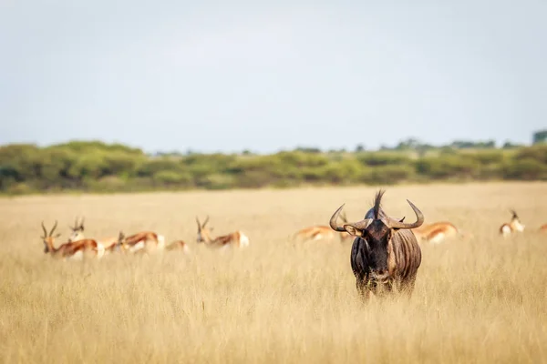 Wildebeest azul protagonizada por la cámara . —  Fotos de Stock