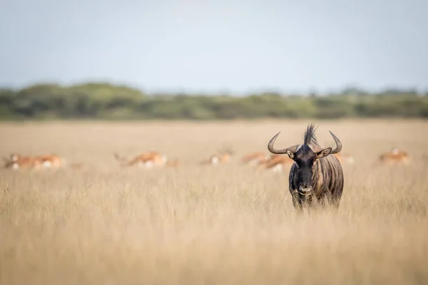 Wildebeest azul protagonizada por la cámara . —  Fotos de Stock