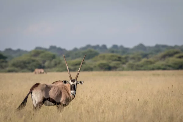 Gemsbok protagonizada por la cámara . —  Fotos de Stock