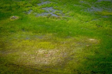 Okavango Lechwes sürüsü, havadan görünümü.