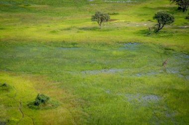 Bir zürafa Okavango Deltası'nda havadan görünümü.