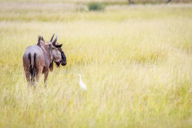 Mavi wildebeest yüksek çim bir sığır balıkçıl.