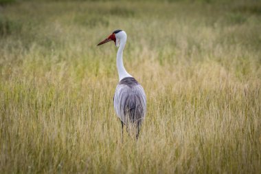 Yüksek otların içinde gerdanlı turna.