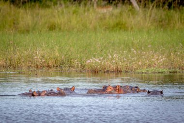 Suaygırları Okavango Deltası suda.