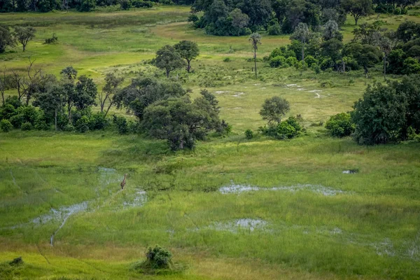 Bir zürafa Okavango Deltası'nda havadan görünümü.
