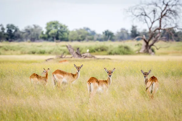 Rebanho de Lechwes estrelando a câmera . — Fotografia de Stock