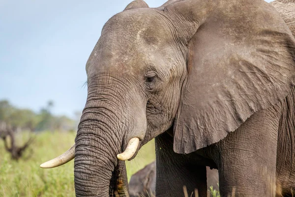 Perfil lateral de un elefante . — Foto de Stock